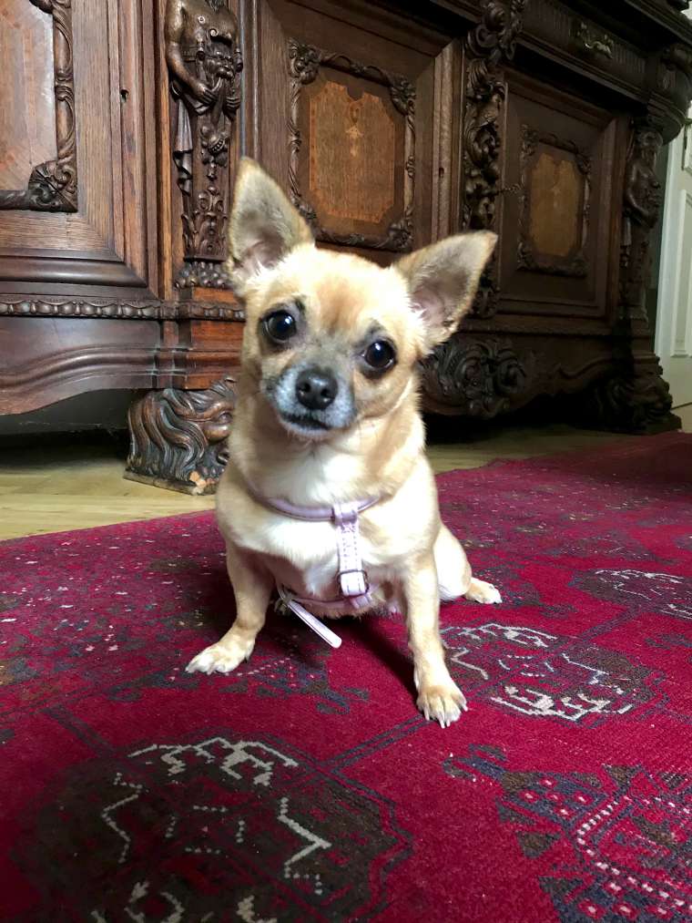 Maya Chihuahua